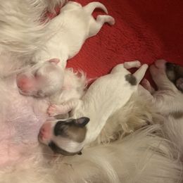 Coton de Tulear Puppies from Catawba Cotons