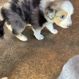 Miniature Australian Shepherd and Toy Australian Shepherd Puppies from T’s Mini and Toy Aussies