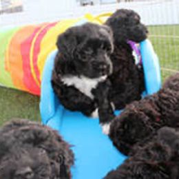 Portuguese Water Dog Puppies from Maritimo Portuguese Water Dogs