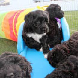 Portuguese Water Dog Puppies from Maritimo Portuguese Water Dogs