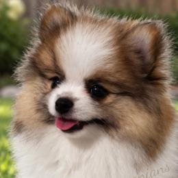 Pomeranians from Sunshines Pomeranians