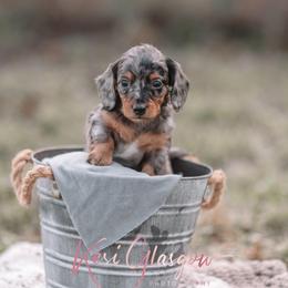 AKC Dolly Embark Tested - Dapple female Dachshund puppy in Knox City, Missouri from Brittney's Dachshunds