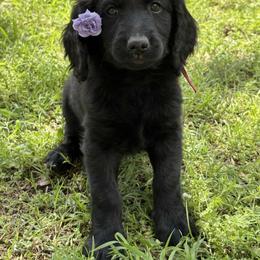 Golden Mountain Doodle Puppies from Turpin Ranch