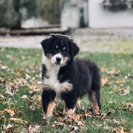 Rose - Black tri-color female Australian Shepherd puppy in Berne, Indiana from White Silo Aussies