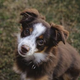 Boy 2 - Red tri male Toy Australian Shepherd puppy in Fresno, California from Duarte's Paw Blessings