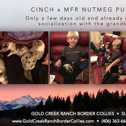 Border Collie Puppies from Gold Creek Ranch Border Collies
