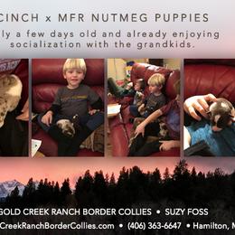 Border Collie Puppies from Gold Creek Ranch Border Collies