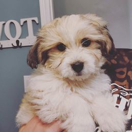Hazel - Shihpoo