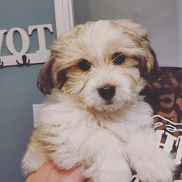 Hazel - Shihpoo