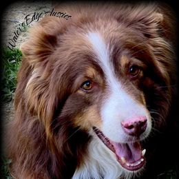 Mac - Miniature Australian Shepherd
