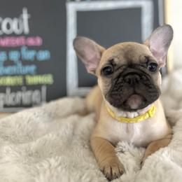 French Bulldog puppies from White Hippo Frenchies