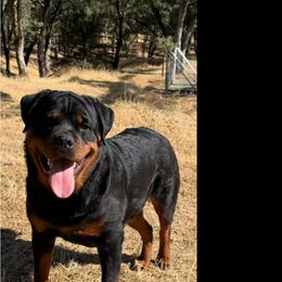 Rottweiler Puppies from Cali Rottweilers LLC