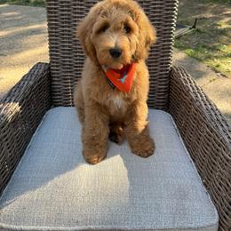 Mr Red Sox - Apricot male Goldendoodle puppy in Roseville, California from Roseville GoldenDoodles