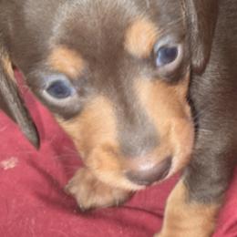 Dachshund Puppies from Sally Lego