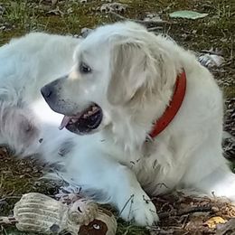 Candy Cane - Golden Retriever