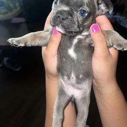 French Bulldog Puppies from Ayala’s