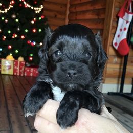 Sparkle - Black and white male Cavapoo puppy in Tucson, Arizona from Adored Poodle & Doodles