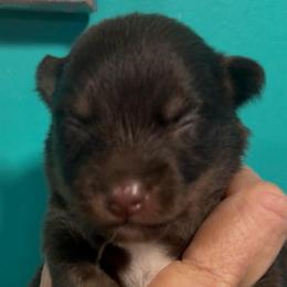 Flint - Chocolate male Pomsky puppy in Spring Hill, Florida from PDQ Pomskies