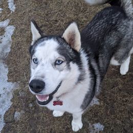 Ace - Siberian Husky