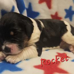 Rocket - Phantom male Goldendoodle puppy in Kansas City, Missouri from Poppy's Doodles
