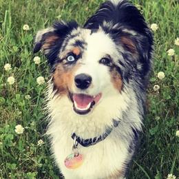 Aussiedoodles from FD 1234