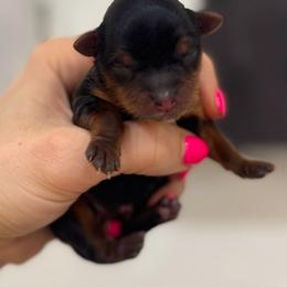 Dolly - Black and tan female Yorkshire Terrier puppy in West Fargo, North Dakota from A Yorkie Tale