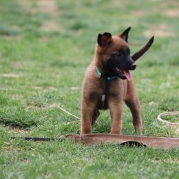 Belgian Malinois Puppies from Grit & Grace Malinois