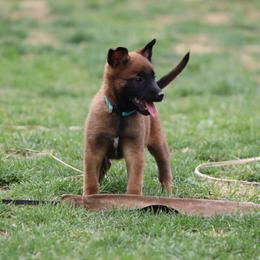 Belgian Malinois Puppies from Grit & Grace Malinois
