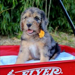 Edison - Merle male Saint Berdoodle puppy in Battle Ground, Washington from Mad Hatter Farms Saint Berdoodles