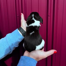 Girl 3 - tri color - Marnies litter - Black brown and white female Basset Hound puppy in Noblesville, Indiana from Russell Bassets