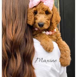 Maxine - Red  female Goldendoodle puppy in State Road, North Carolina from Must Love Doodles