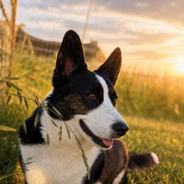 Winnie Mae - Cardigan Welsh Corgi