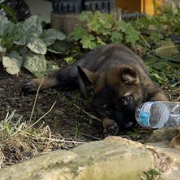 German Shepherd Puppies from Von Lindesfarne