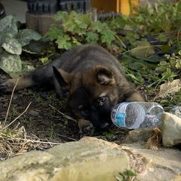 German Shepherd Puppies from Von Lindesfarne