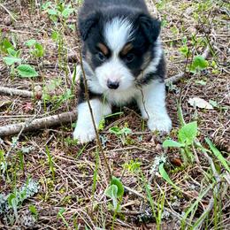 Onyx - Black tri female Miniature Australian Shepherd puppy in Priest River, Washington from Offgrid Aussies