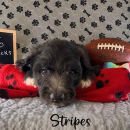 Stripes - Black and white male Sheepadoodle puppy in Glen Rose, Texas from Clevenger’s Sheepadoodle Fur Baby Farm