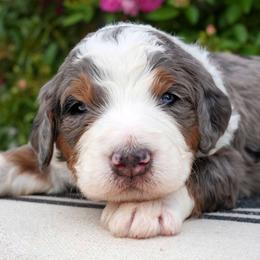 Tide - Merle male Bernedoodle puppy in Folsom, Louisiana from DoodlesFarmCo