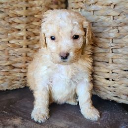 Cinch - Apricot female Aussiedoodle puppy in Crete, Nebraska from Doodles & Co