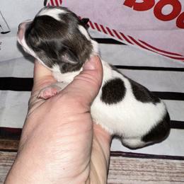 Cedar - Sable spotted white male Chihuahua puppy in Palmyra, Indiana from Country Star Chihuahuas