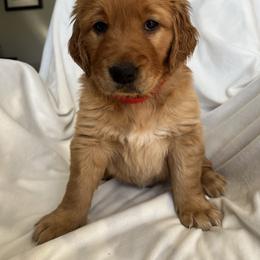 Golden Retriever Puppies from Thoroughmark Retrievers