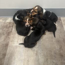Basset Hound Puppies from Iron Sentry Farms