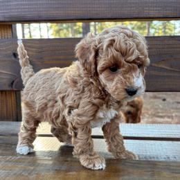 Peach - Golden female Cockapoo puppy in Ellaville Ga, Georgia from Lakeside Cockapoos