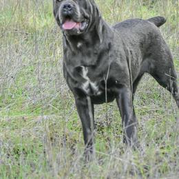 Ivy - Cane Corso
