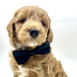 River - Apricot male Goldendoodle puppy in Travelers Rest, South Carolina from Bailey Mountain Doodles