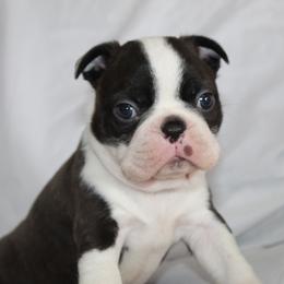 Nick (New Video) - Brindle and white male Boston Terrier puppy in Brooksville, Florida from I Love Pups