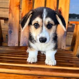 Ash - Black and tan male Pembroke Welsh Corgi puppy in El Dorado Springs, Missouri from Trixie Dixie