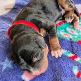 Red - Tri-color male Bernedoodle puppy in Beaumont, Texas from Joy's Dood Ranch