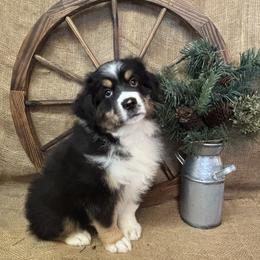 Briar - Black tri male Miniature American Shepherd puppy in Cowlitz County, Washington from Pleasant Woods Miniature American Shepherds