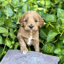 Pine - Buff male Cockapoo puppy in Preston, Idaho from Shaffer Top Notch Puppies