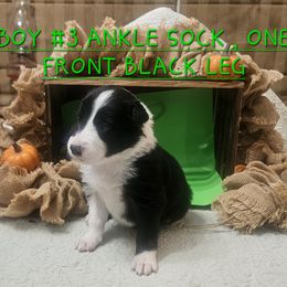 Boy 3 - Black and white male Border Collie puppy in Wakeman, Ohio from Sandstone Ridge Kennels
